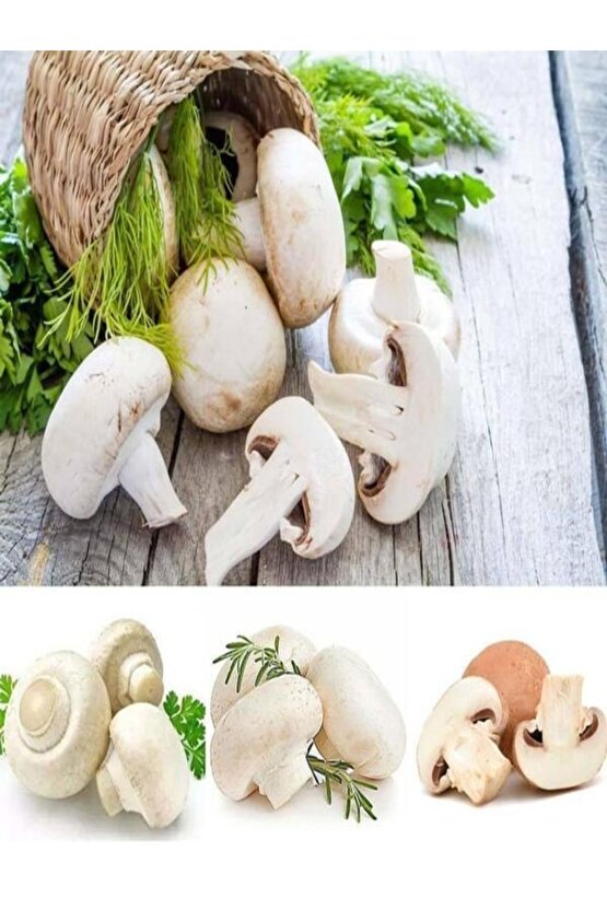 1 Gr Beyaz Şapkalı Kültür Mantarı Tohumu