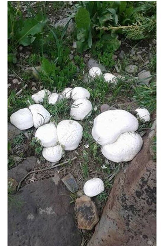 Kültür Mantarı Tohumu 3000 Adet + Eğitim Kılavuzu + Hediye Üzüm Fidanı Tohumu