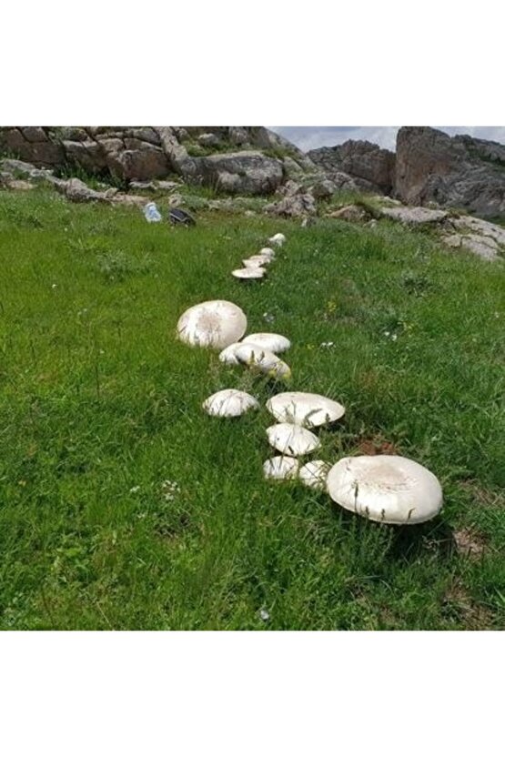 Kültür Mantarı Tohumu 3000 Adet + Eğitim Kılavuzu + Hediye Üzüm Fidanı Tohumu