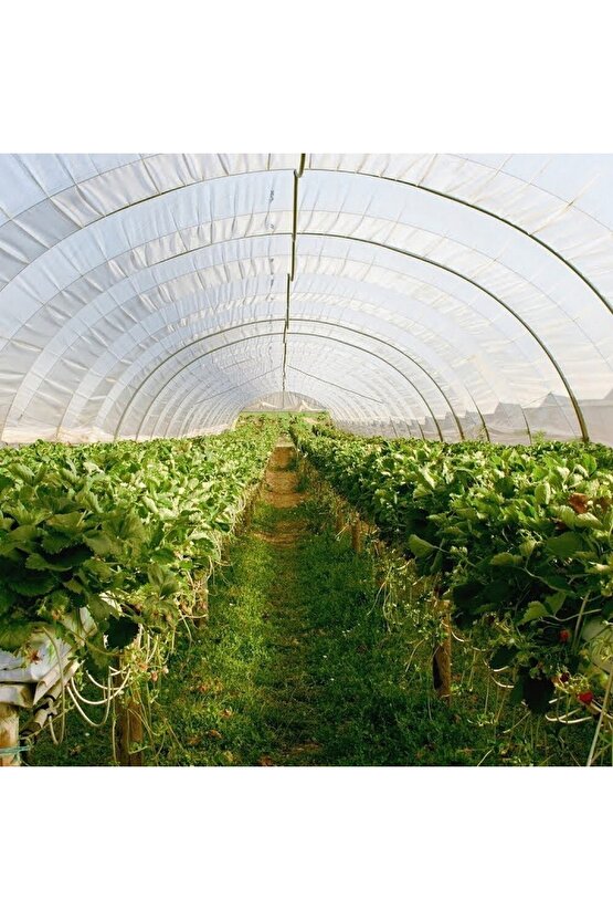 10 M2 Sera ( Kolay Kurulabilir Ve Taşınabilir Sera)