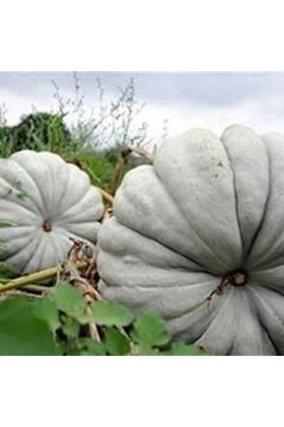 100 Adet Dev Kestane Bal Kabağı Tohumu