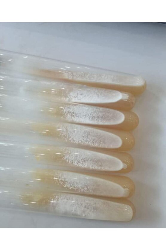 100 Ml Sıvı Istiridye Mantarı Tohumu Ve Eğitim Kılavuzu Ve Ekim Poşetleri