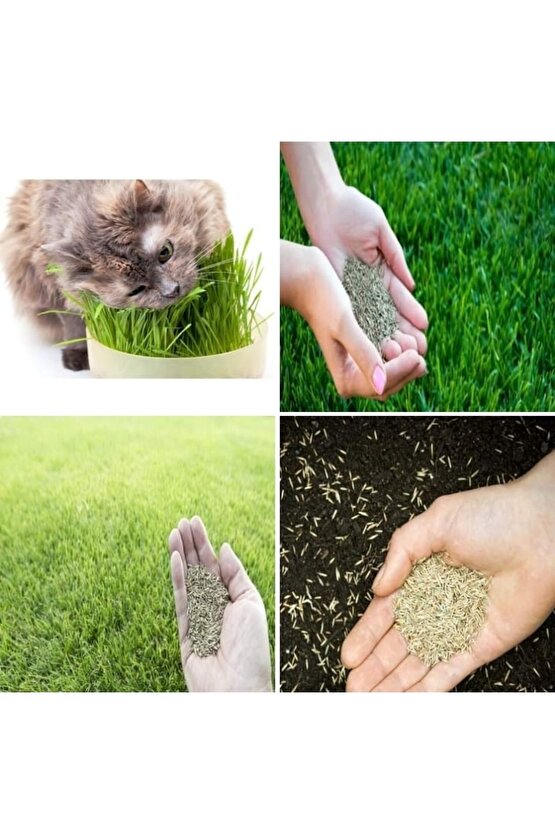Kedi Çimi Tohumu 1 M2 Alana Yetecek Kadar