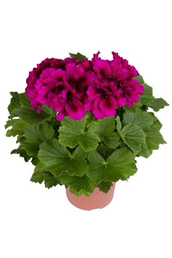 13 Litre Sardunya Çiçek Torfu