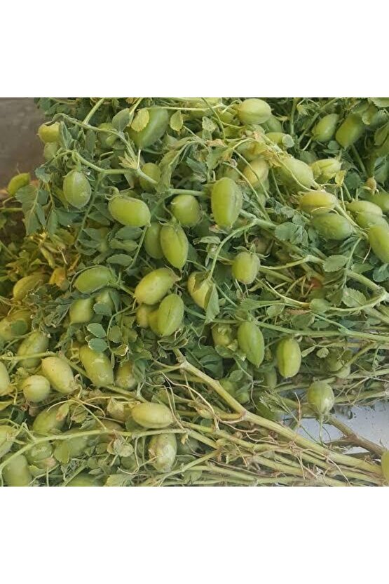 300 Adet Yeşil Yemelik Nohut Tohumu