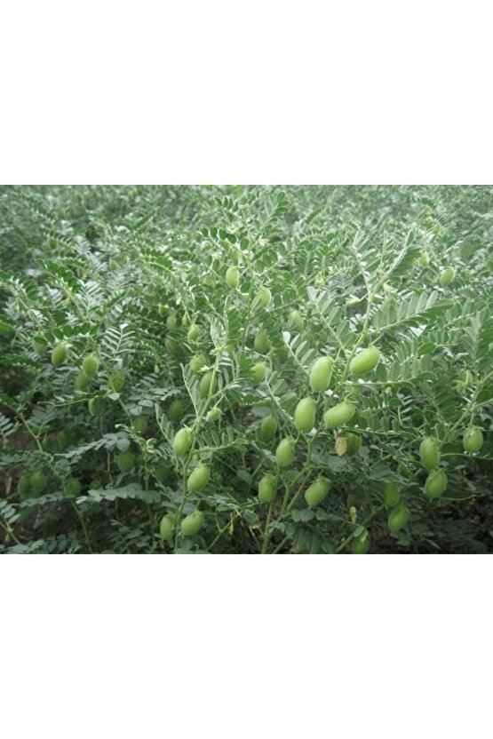 300 Adet Yeşil Yemelik Nohut Tohumu