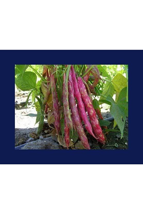 100 Adet Sırık Fasulye Barbunya Tohumu