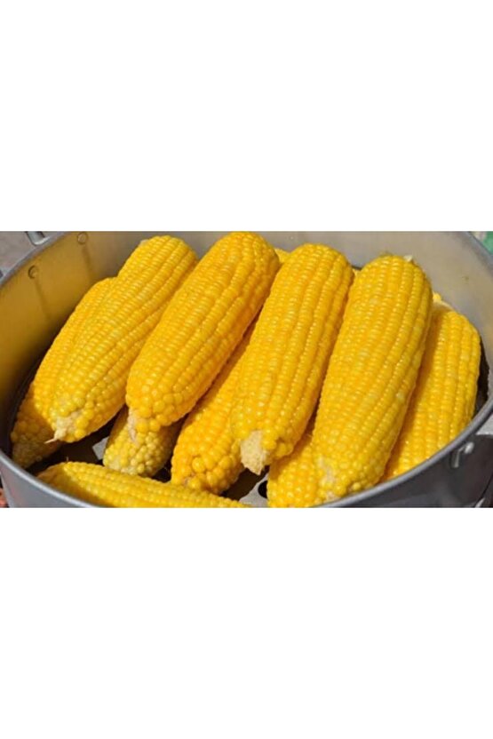 150 Adet Haşlamalık Mısır Tohumu