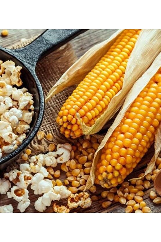 600 Adet Patlaklık Patlatmalık Mısır Tohumu