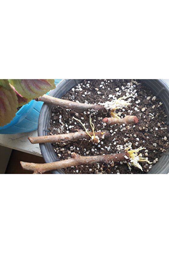 12 Litre Bitki Köklendirme Torfu Perlit Ve Humus Katkılı Özel Torf