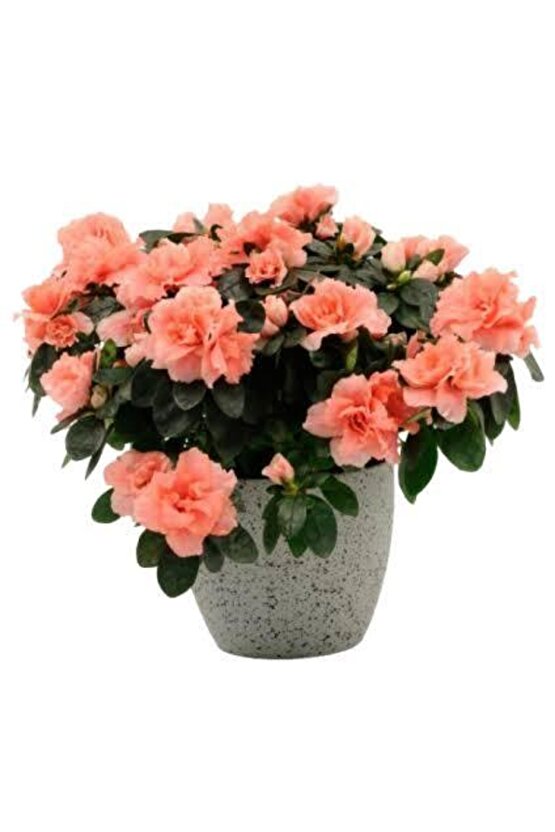 13 Litre Özel Açelya Ekim Torfu