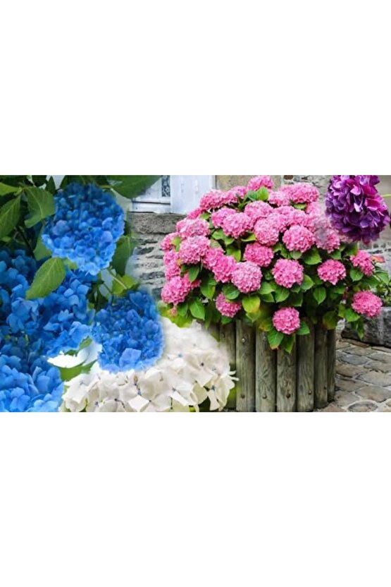 13 Litre Ortanca Çiçeği Torfu