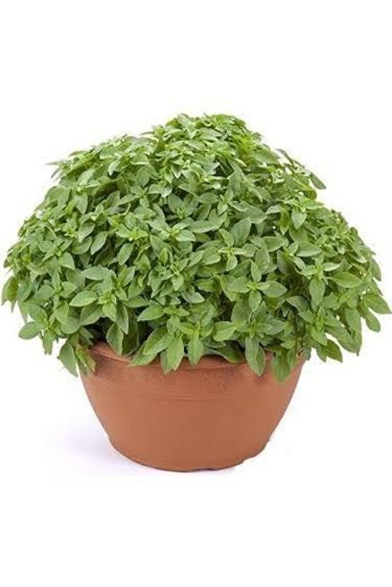 13 Litre Reyhan Fesleğen Ekim Torfu