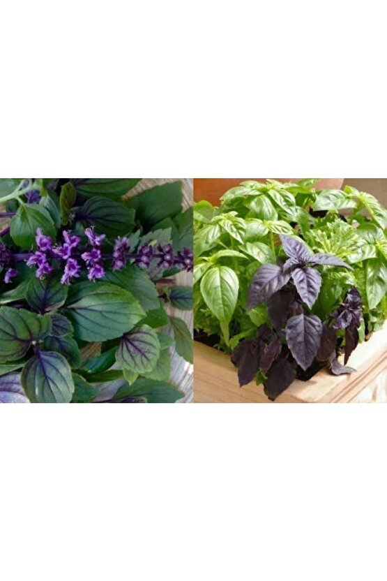 13 Litre Reyhan Fesleğen Ekim Torfu