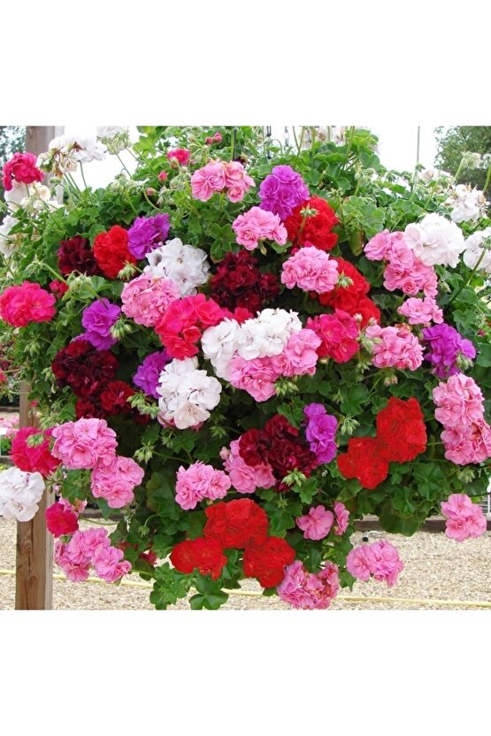 13 Litre Özel Sardunya Ekim Torf