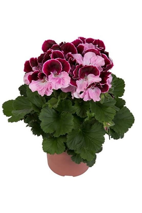 13 Litre Özel Sardunya Ekim Torf