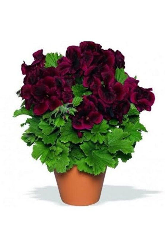 13 Litre Özel Sardunya Ekim Torf