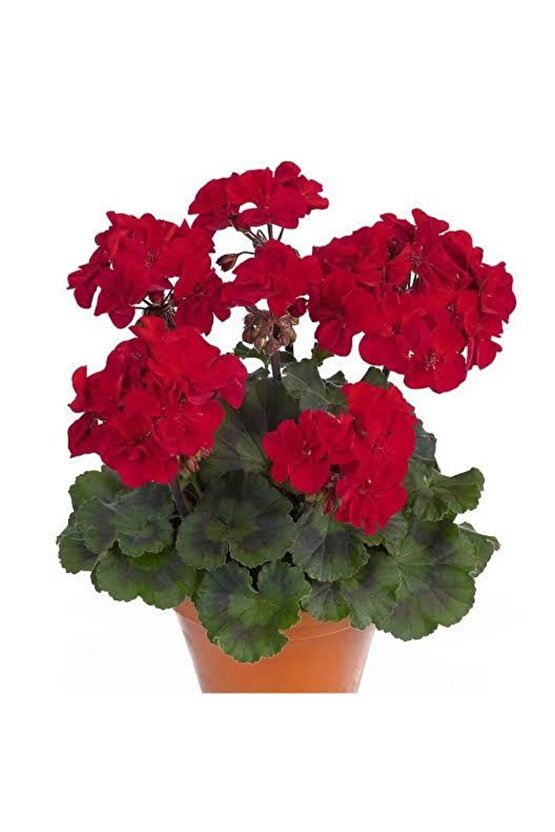 13 Litre Özel Sardunya Ekim Torf