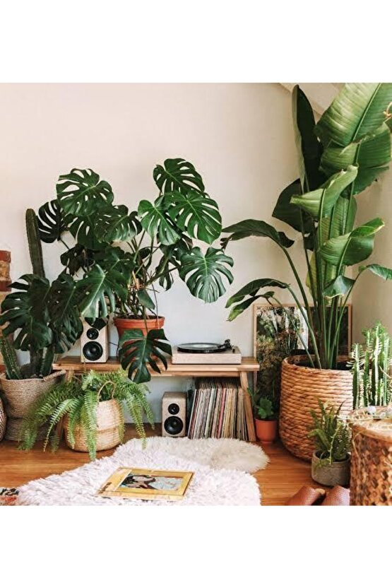 13 Litre Salon Bitkileri Için Özel Torf