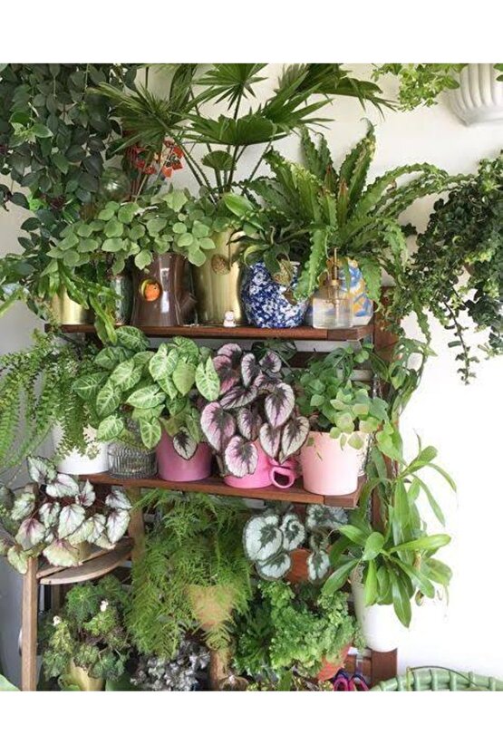 13 Litre Yeşil Yapraklı Bitkiler Için Özel Torf