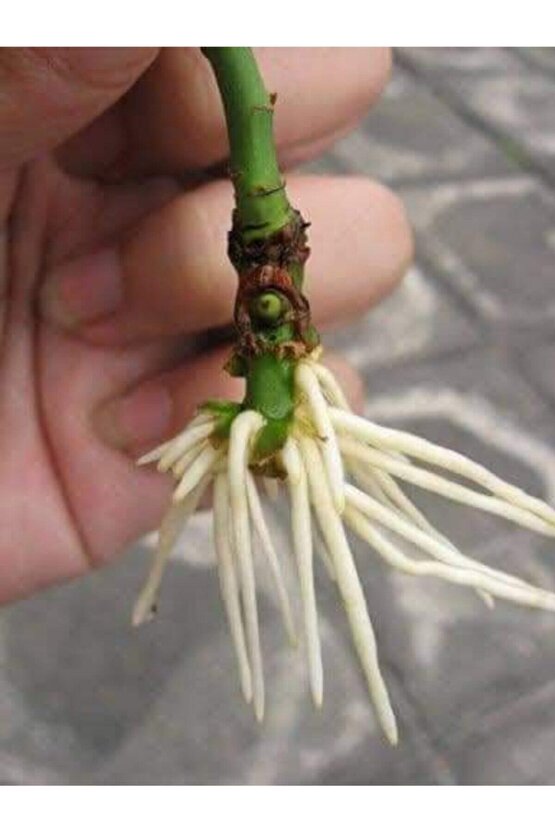 Bitki Köklendirici 50 Ml Sıvı Hormon Ve 6 Litre Köklendirme Perliti