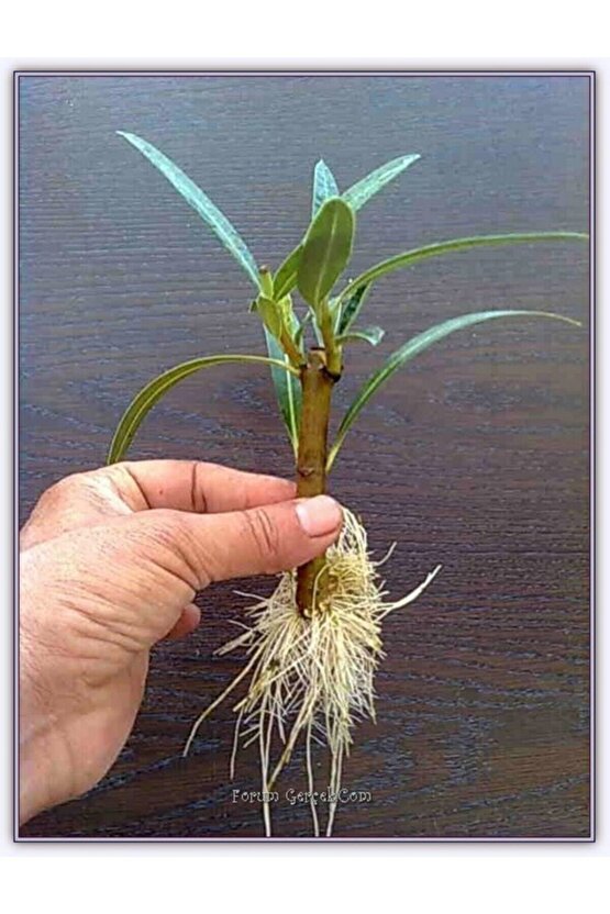 50 Ml Bitki Köklendirme Hormonu + 6 Litre Köklendirme Perliti Ve Eğitim Kılavuzu