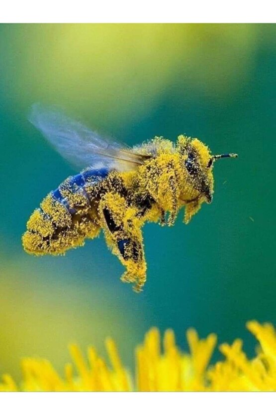 10.000 Adet Arı Otu Korunga Tohumu