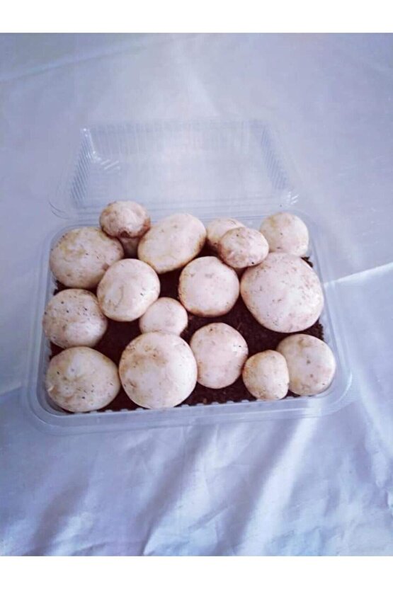 Kültür Mantarı Tohumu, Mantar Ekim Torfu Içinde Hazır Kit Ve Kılavuzu