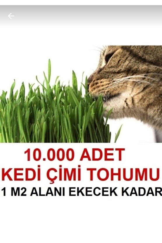 Uzun Ömürlü Kedi Çimi Tohumu