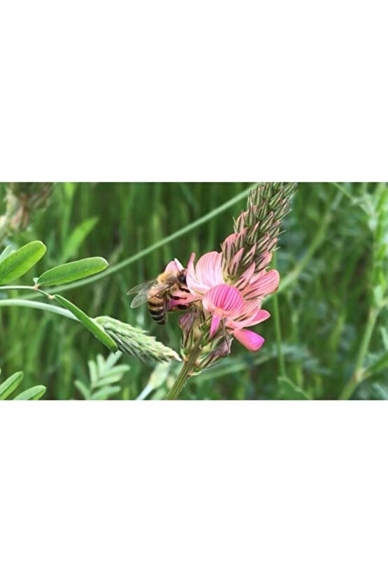 20.000 Adet Arı Otu Korunga Tohumu