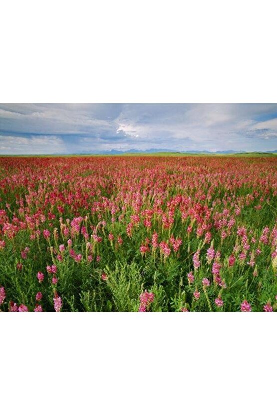 20.000 Adet Arı Otu Korunga Tohumu