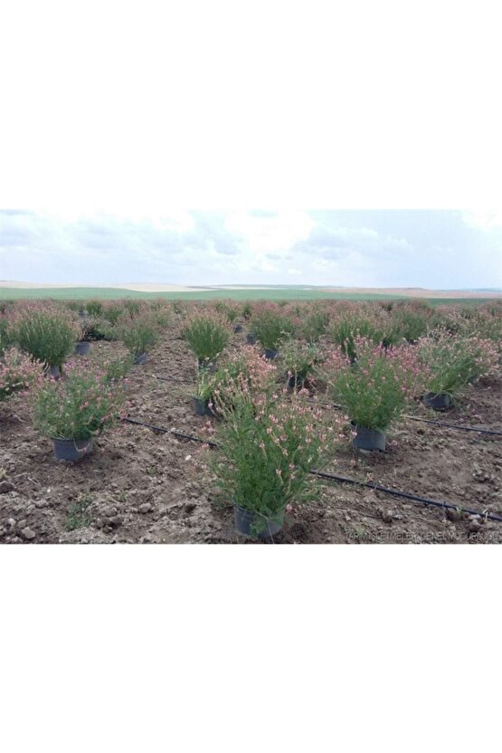 Korunga Tohumu (2000 Adet)