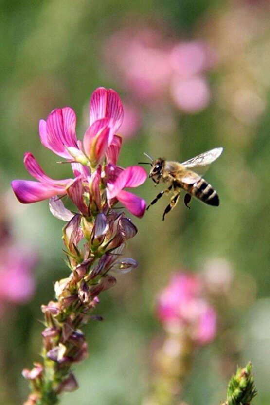 2000 Adet Yem Bitkisi Korunga Tohumu