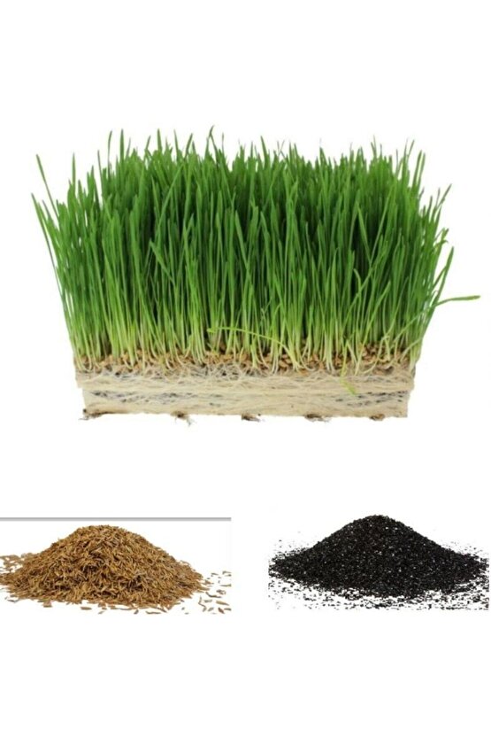 10.000 Adet Kedi Çimi Tohumu Ve 8 Litre Kedi Çimi Ekim Torfu