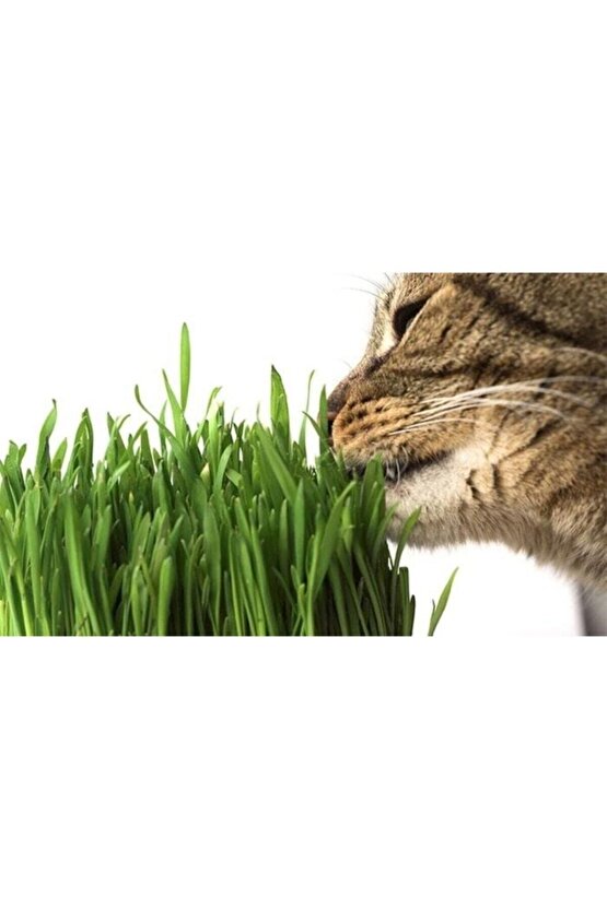 Kedi Çimi Tohumu (ORTALAMA 10.000 ADET)
