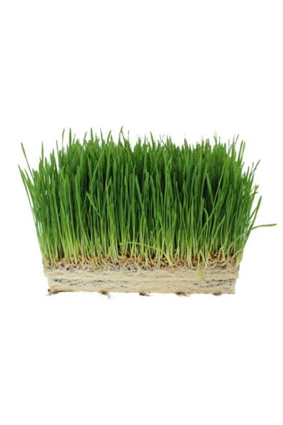 Kedi Çimi Tohumu (ORTALAMA 10.000 ADET)