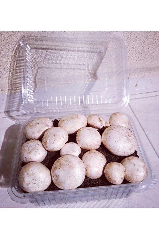 Kültür Mantarı Tohumu Ekili Kutu + Eğitim Kılavuzu