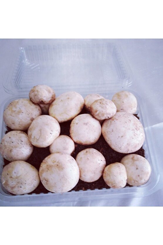 Kültür Mantarı Tohumu Ekili Kutu Ve Eğitim Kılavuzu