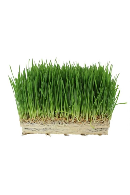 1 M2 Alana Yetecek Kadar Kemirgen Yemi Çimi Tohumu ( Ortalama 10.000 Adet )