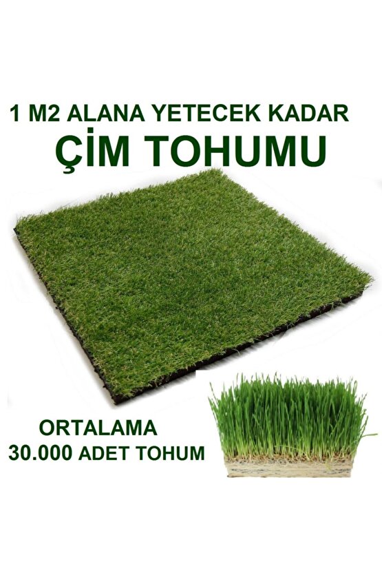 Kedi Çimi Tohumu 1 M2 ( Ortalama 10.000 Adet )