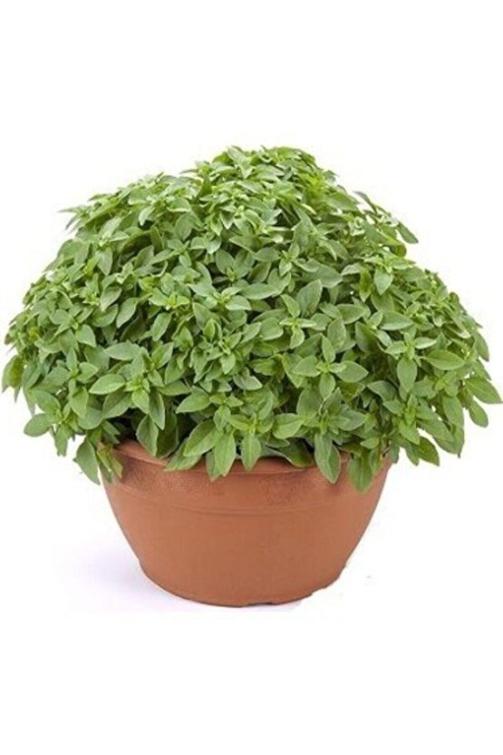 Ortalama 750 Adet Yeşil Top Fesleğen Tohumu