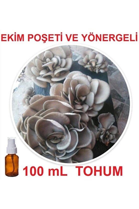 100 Ml Sıvı Istiridye Kayın Kavak Mantarı Tohumu + Ekim Poşeti + Yönerge