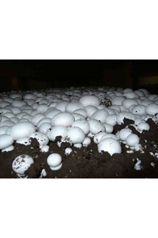 100 Ml Kültür Mantarı Tohumu + 13 Lt Mantar Ekim Torfu (Başka Bir Şeye Gerek Yok)