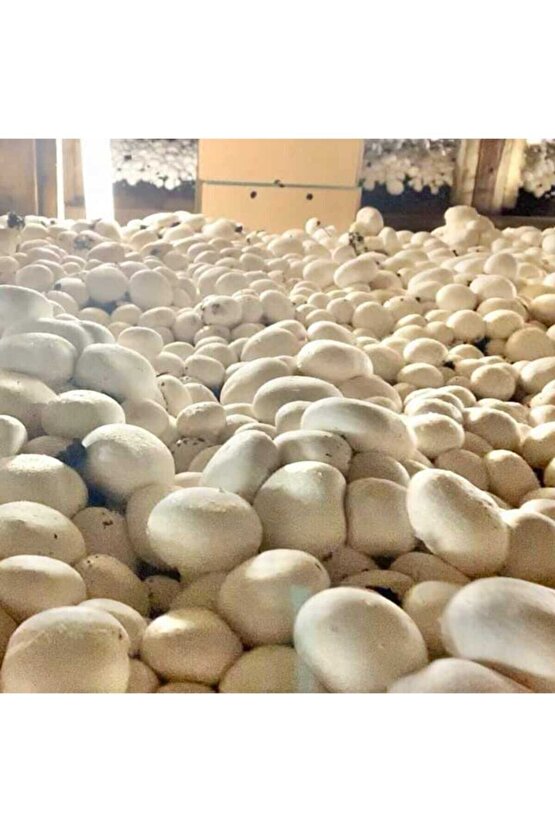 3000 Adet Beyaz Şapkalı Kültür Mantarı Tohumu