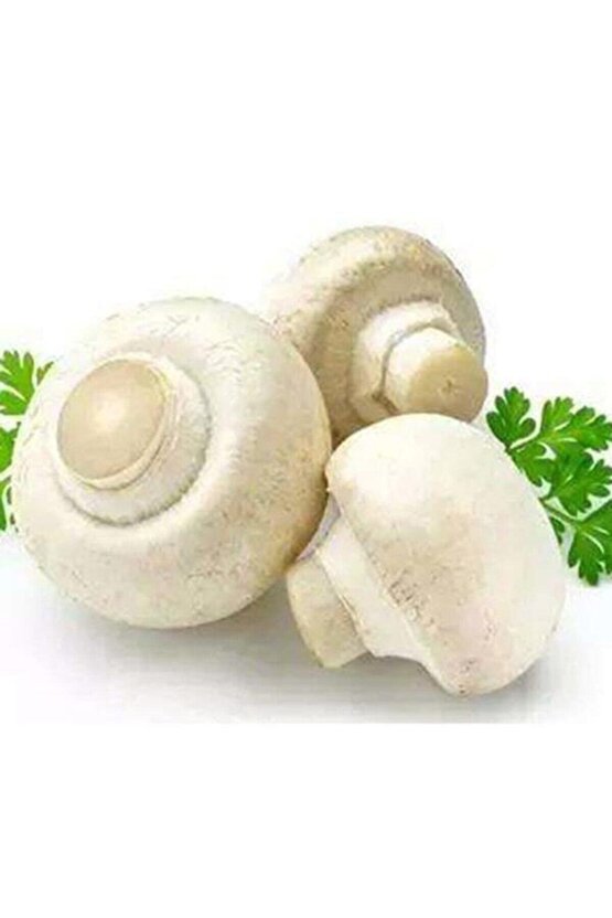 30.000 Beyaz Şapkalı Kültür Mantarı Tohumu Ve Yönerge