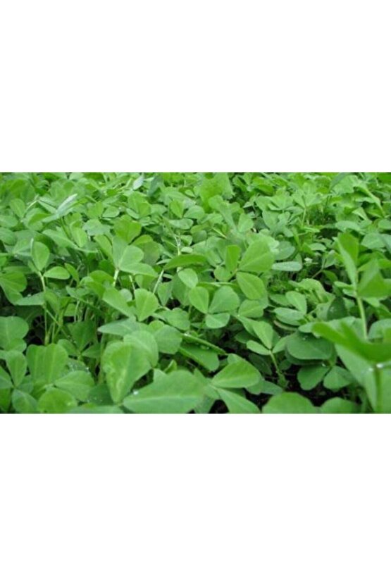 Yonca Tohumu (20.000 Adet)