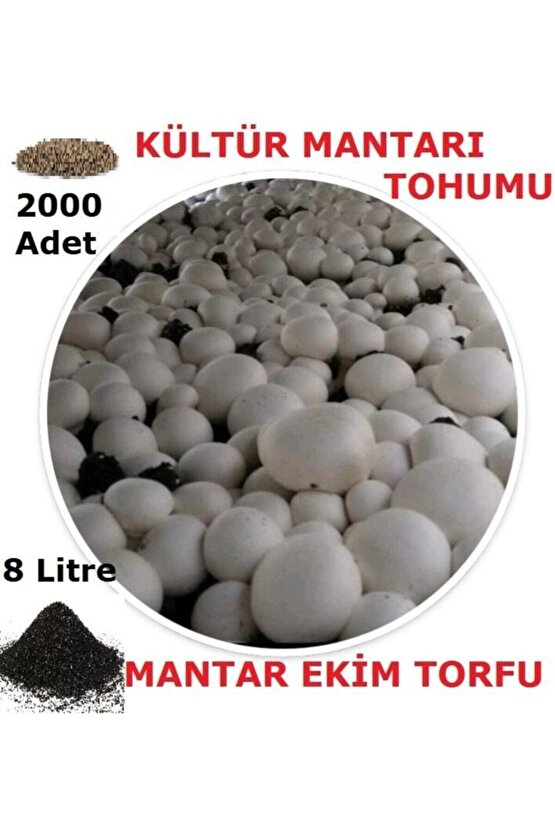 2000 Adet Kültür Mantarı Tohumu Ve 8 Litre Kültür Mantarı Ekim Torfu