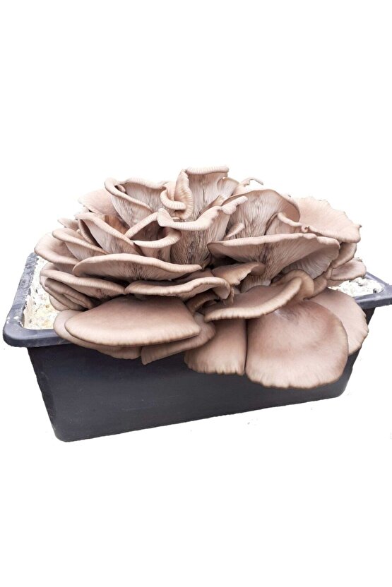 Kavak Mantarı Tohumu Ve Kavak Mantarı Kompostu Içerisinde Ekili Hazır Deneme Hobi Kiti