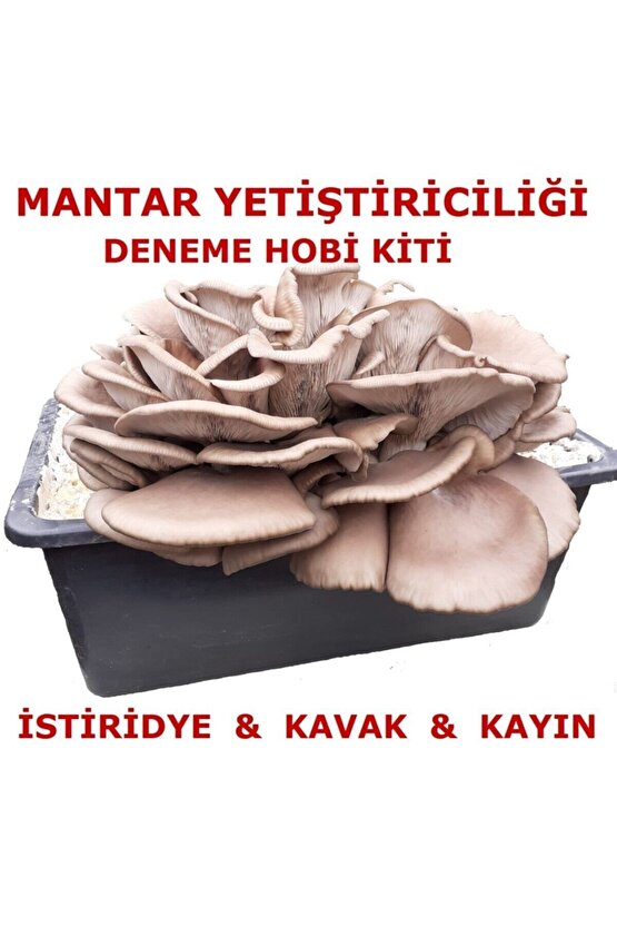 Kavak Mantarı Tohumu Ve Kavak Mantarı Kompostu Içerisinde Ekili Hazır Deneme Hobi Kiti
