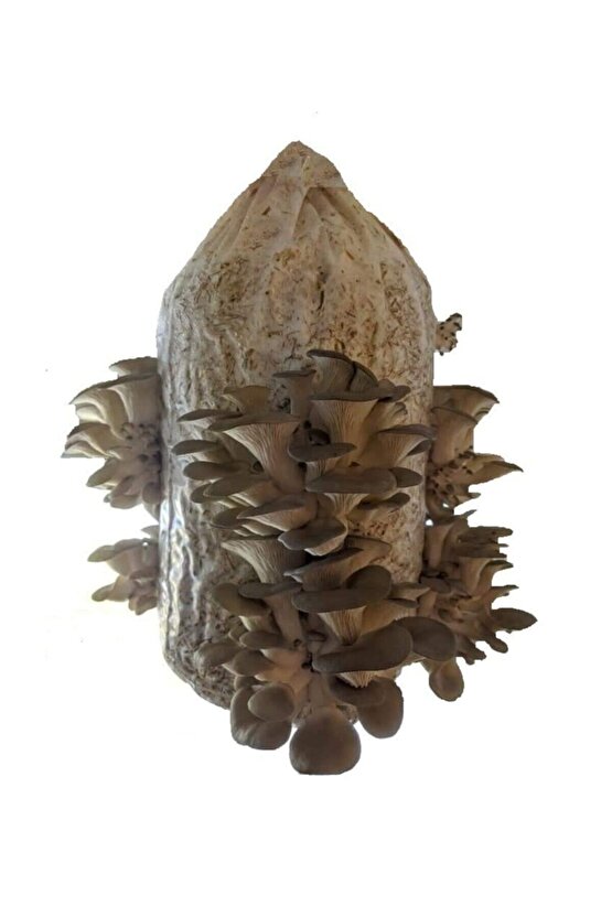 85 Adet Istiridye Kavak Mantarı Ve Kültür Mantarı Kompost Ekim Poşeti